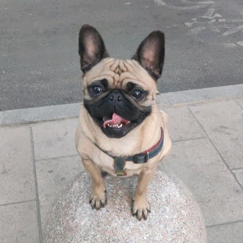 飞耳巴哥叫憨憨