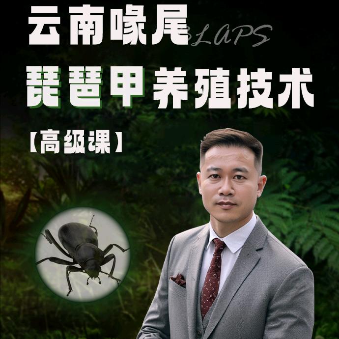 虫王杨金忠教养琵琶甲