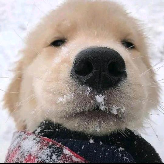 一条咸鱼