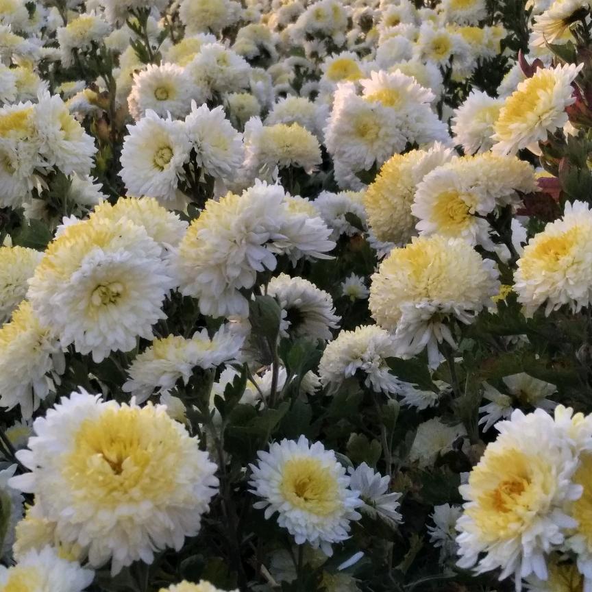 ⭐一个达不刘⭐