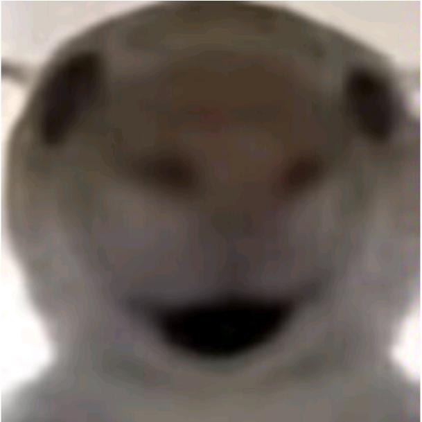 鼠鼠兄弟