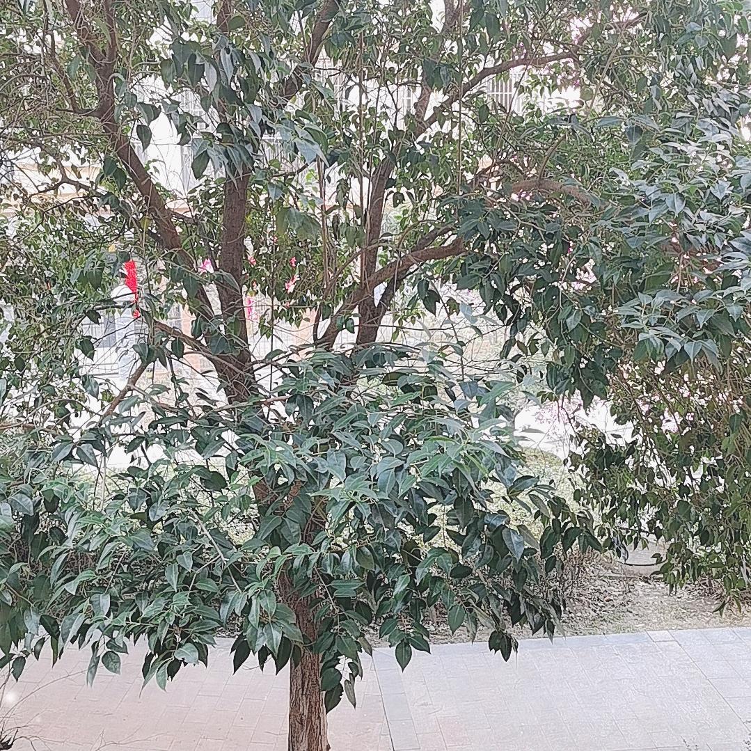 玉玲珑美食铺子