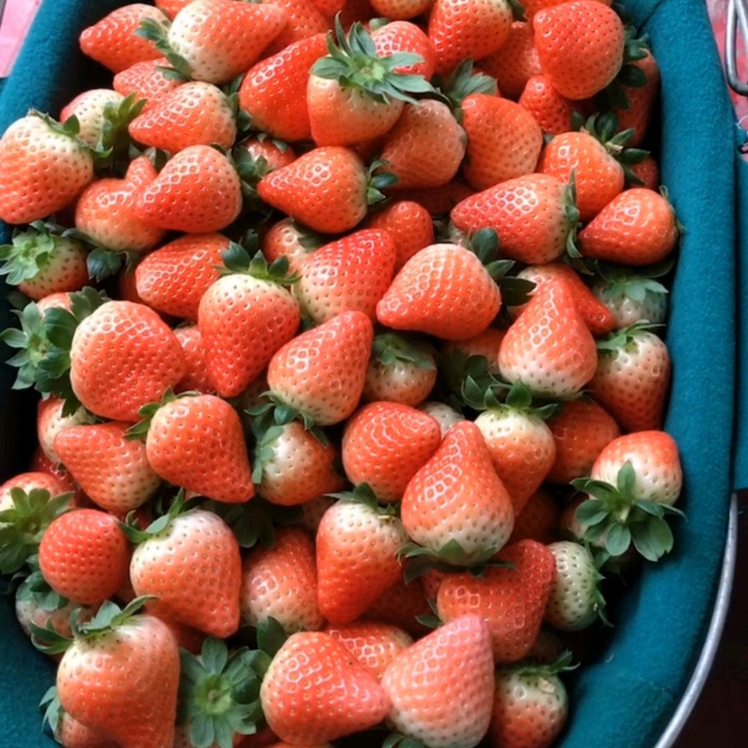 徐州   草莓🍓