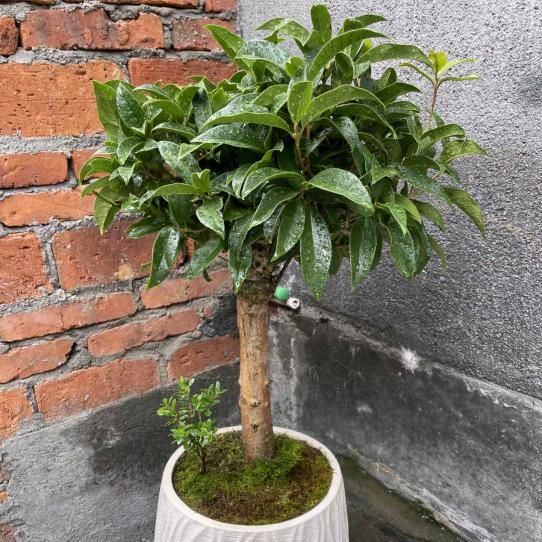 阳光花卉阁