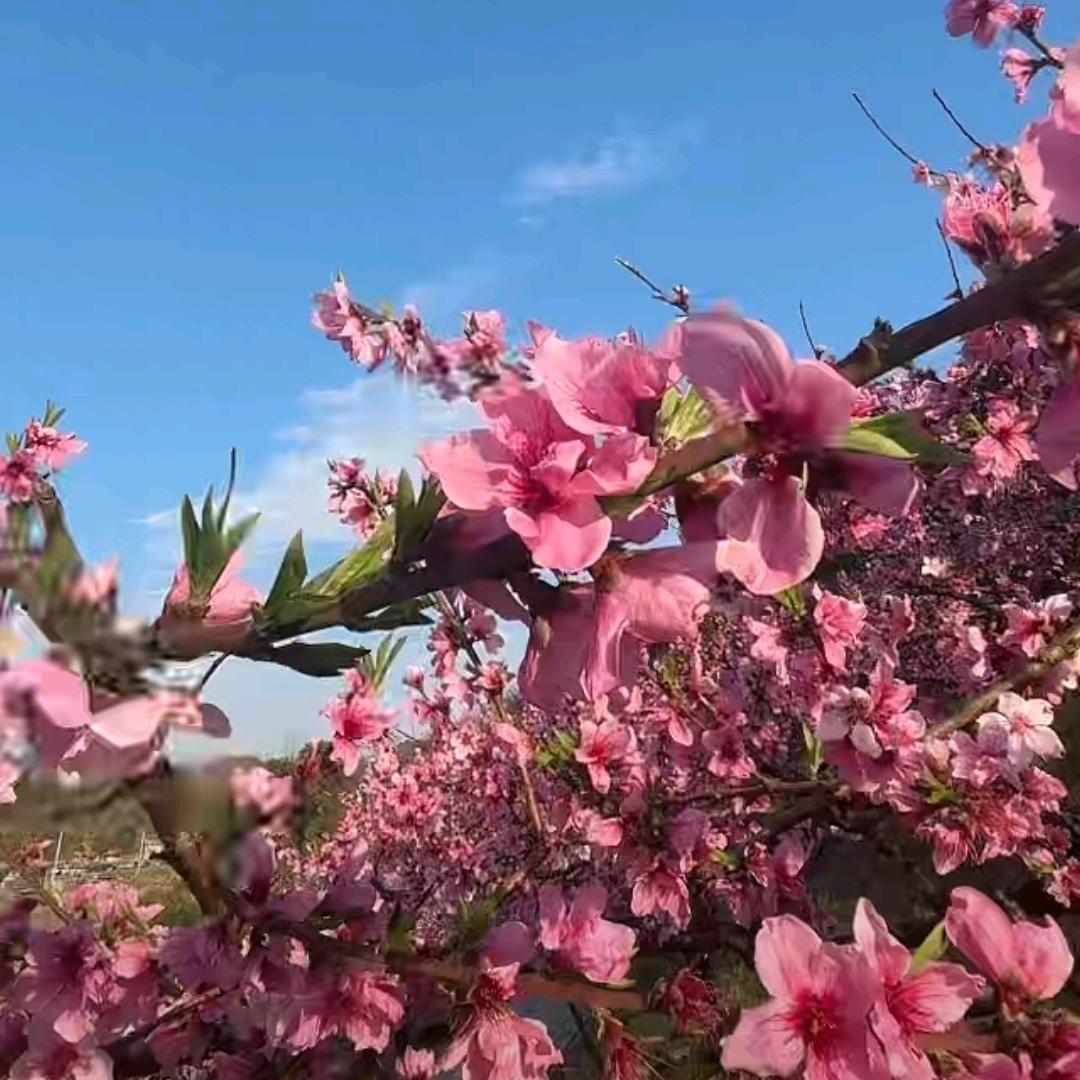 桃花岛～黄岛主