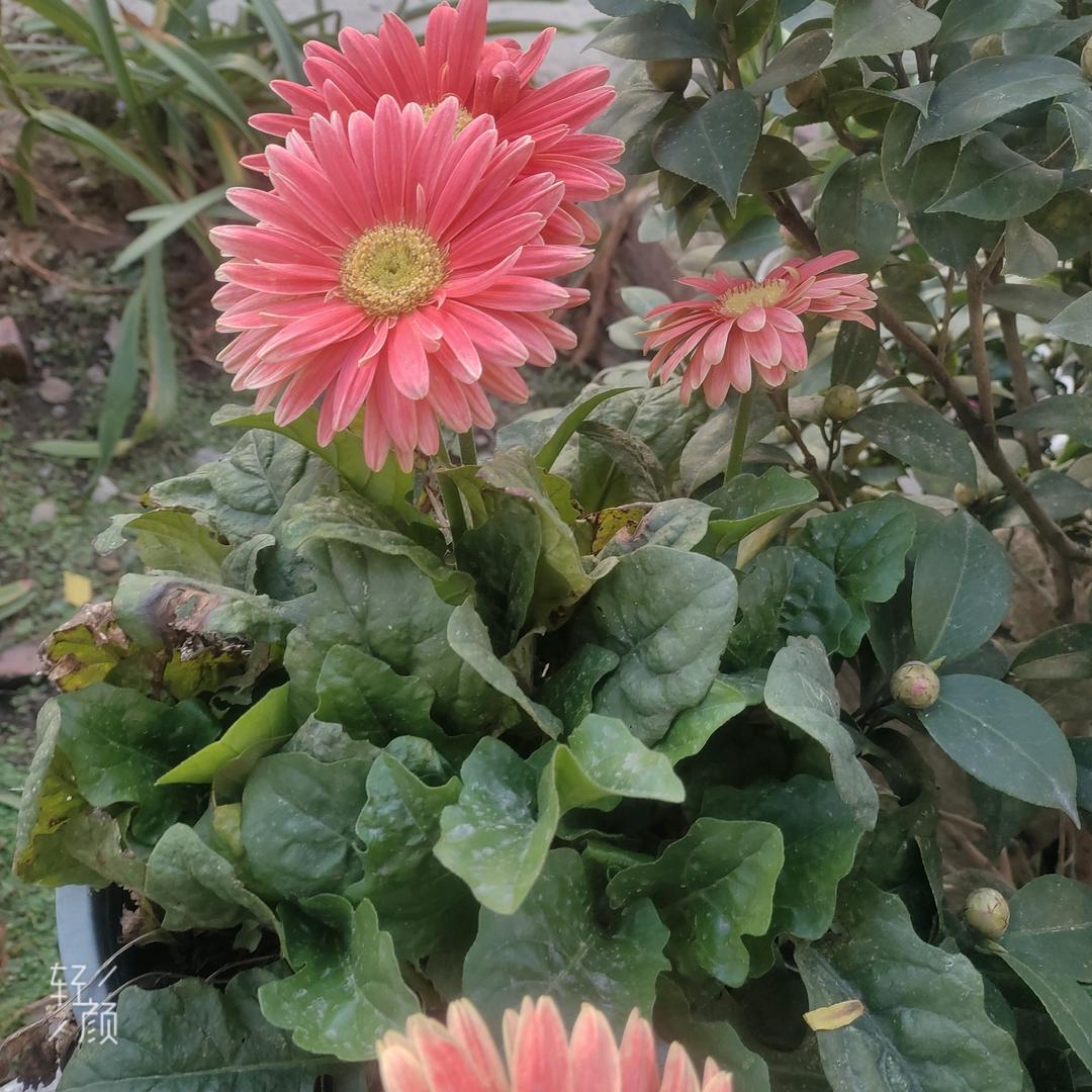 冰雪夏娃