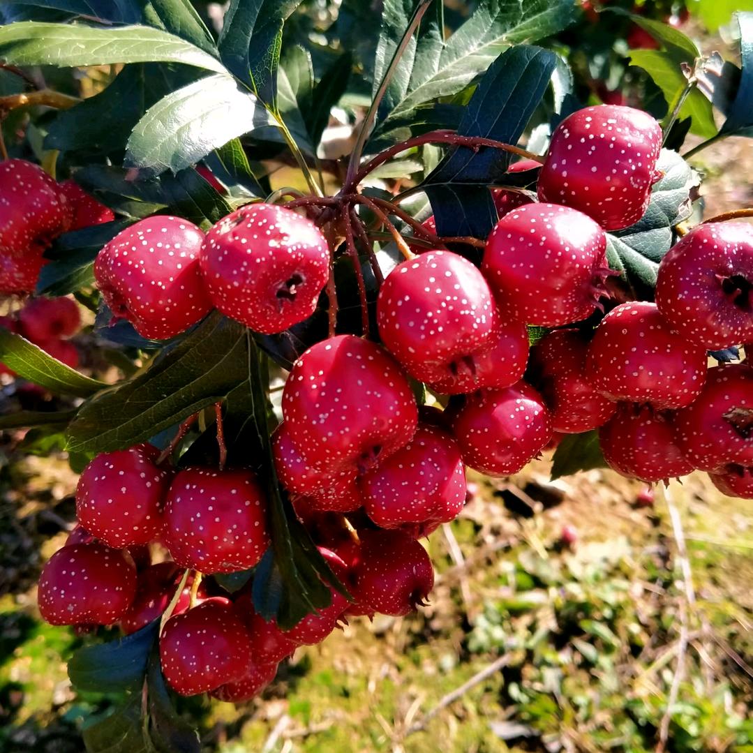 我改行养溜达鸡