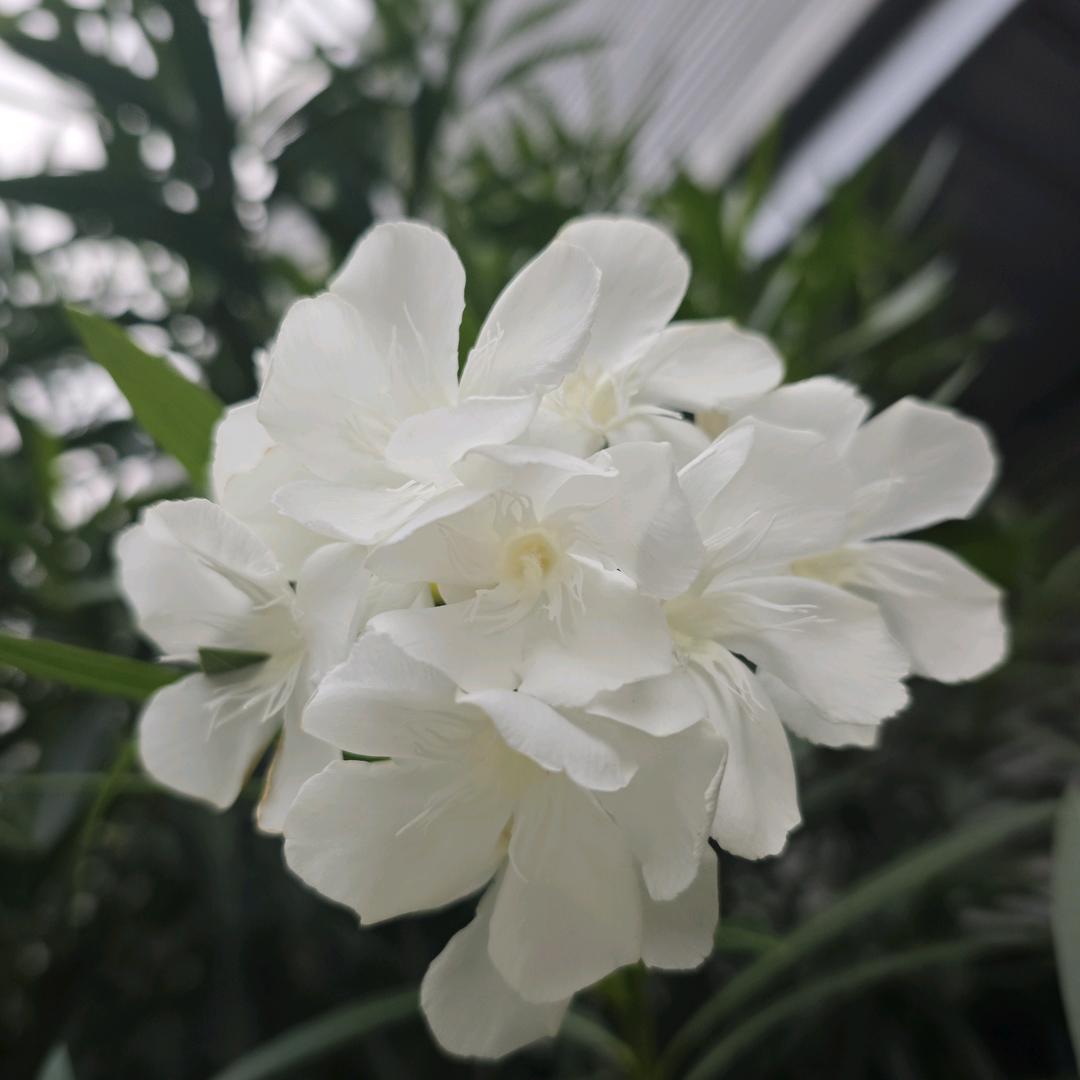 晗晰