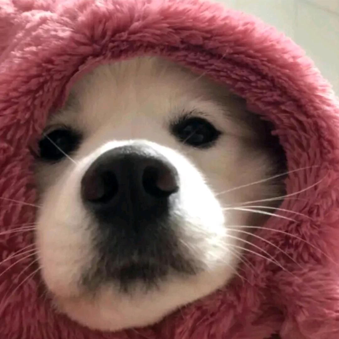 白格（无畏契约）