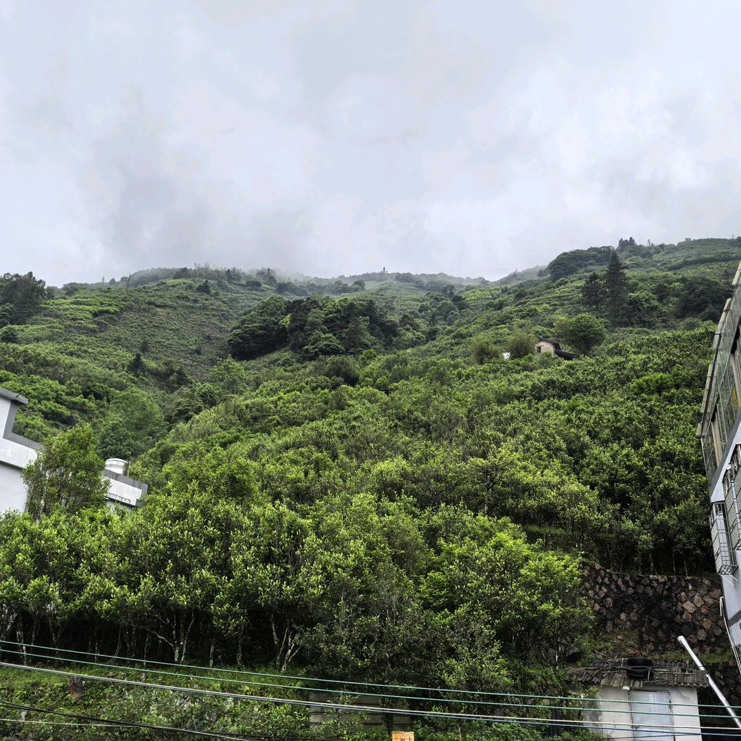 凤凰岽铭单丛茶业