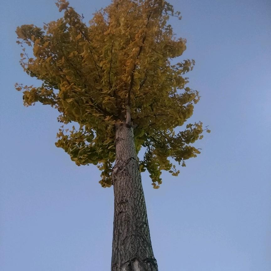 芸豆甄选