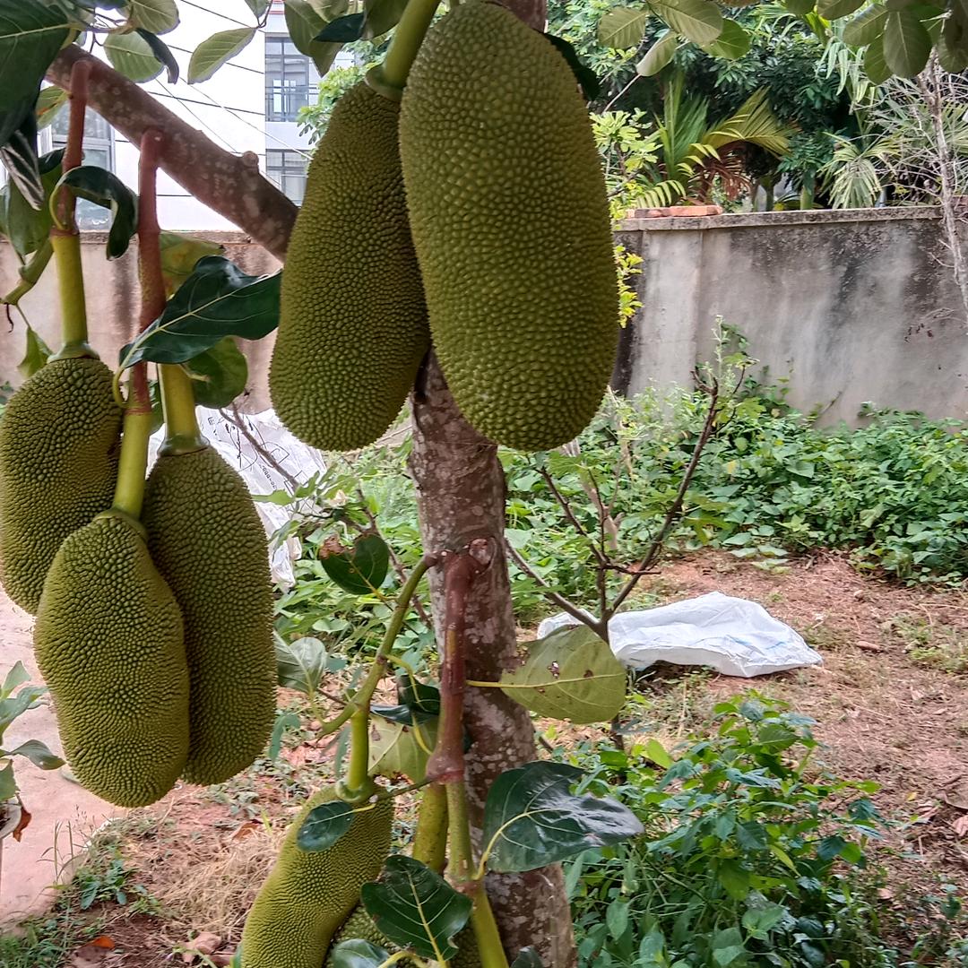 开心果