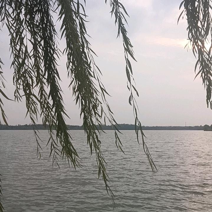 真诚的心