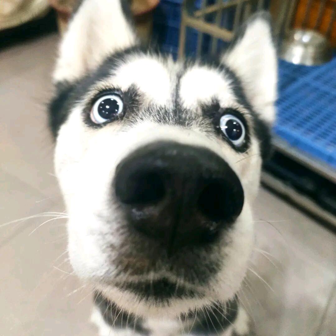 有素质的小青年