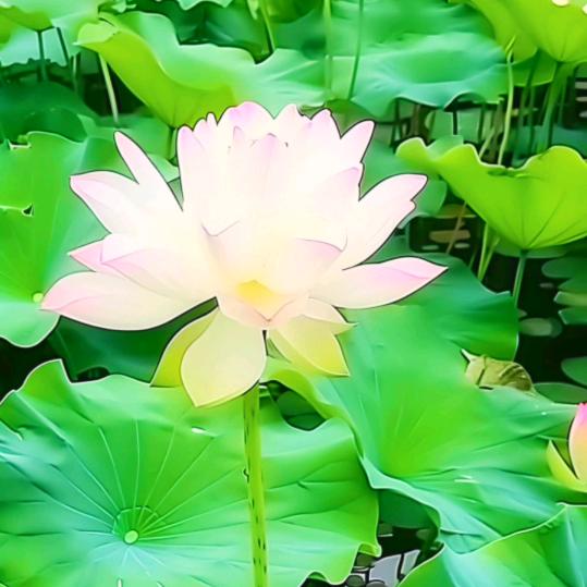 花少
