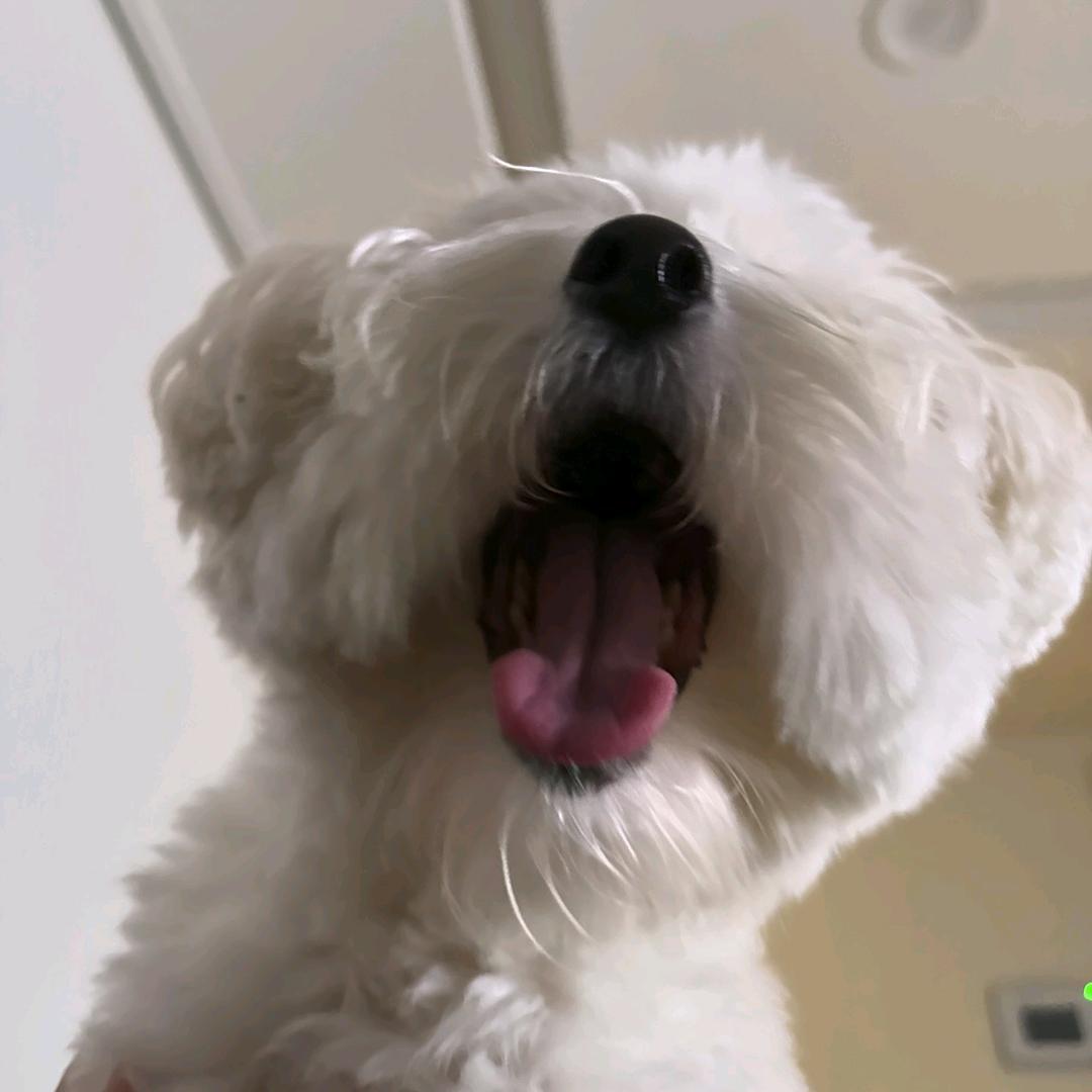 土豆大王拯救世界