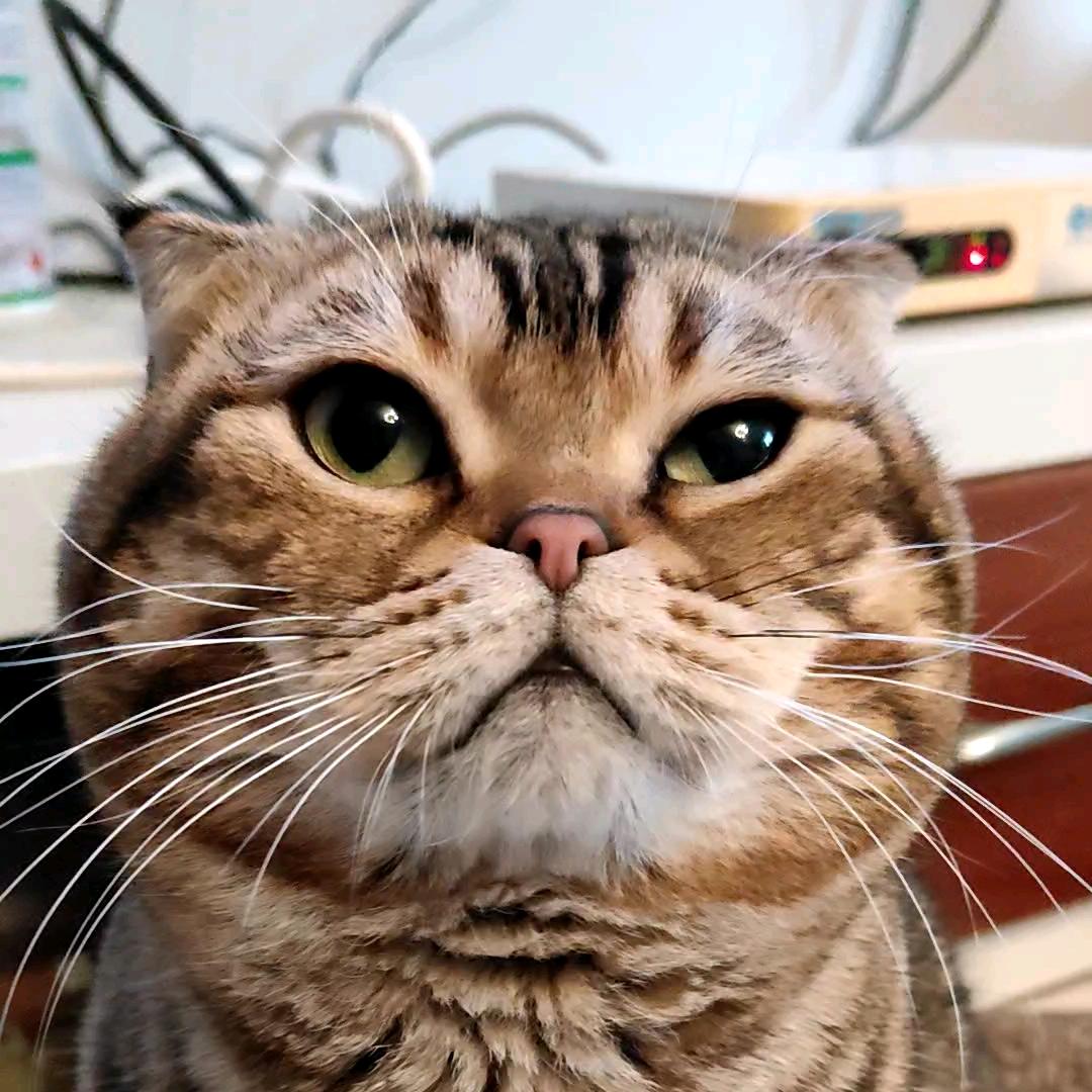 睿师傅是只猫