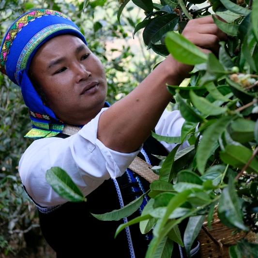 濮茶    公弄大寨有机茶园015号