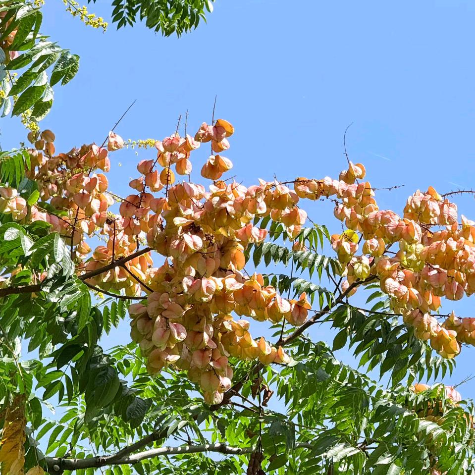 小杨鲜果