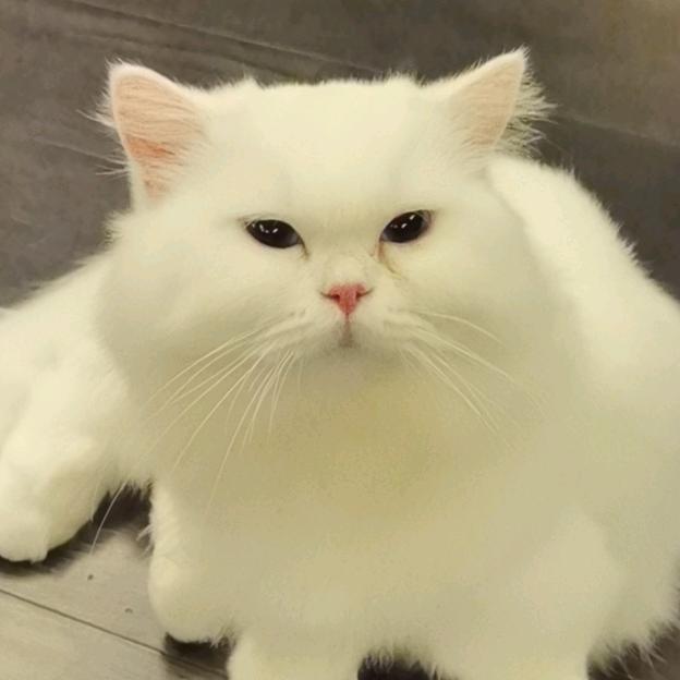 不吃鱼的猫