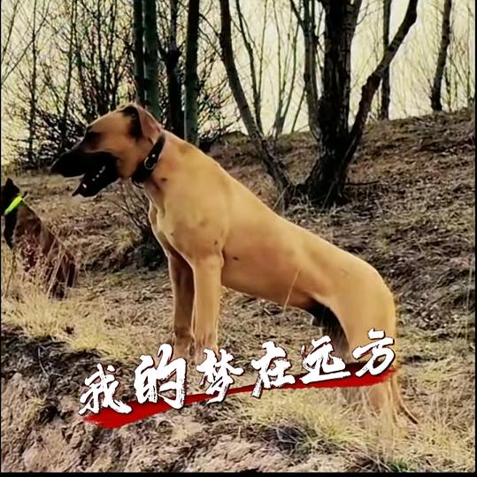 人格魅力
