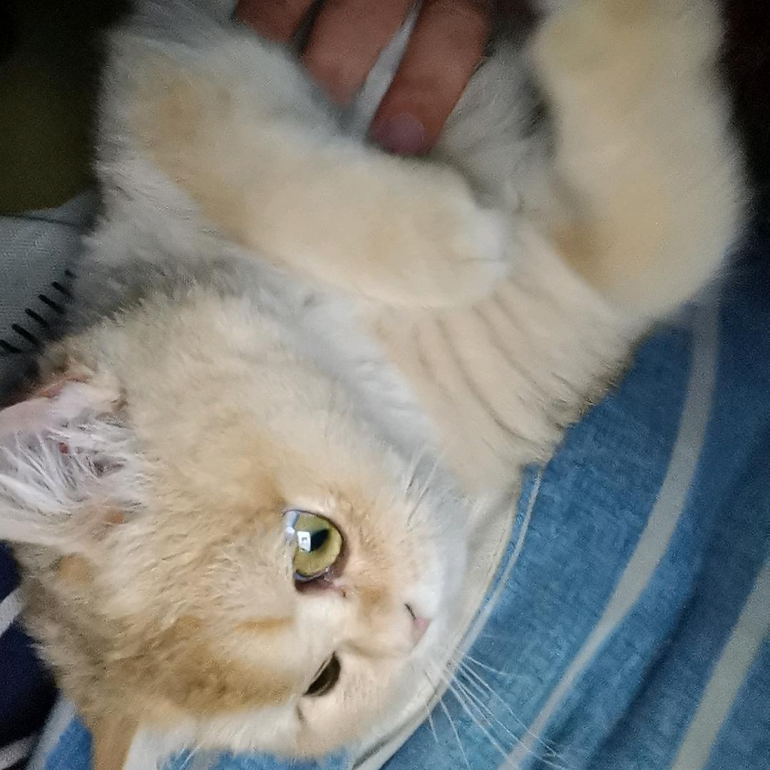 猫咪星球玩具社