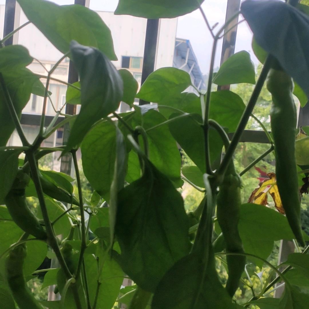 ╭(╯ε╰)╮大海╭(╯ε╰)╮