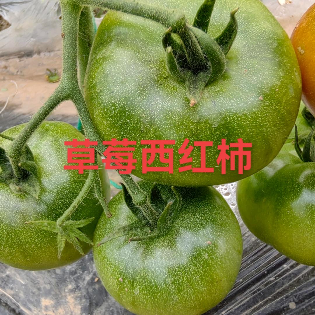 济南白桥宽叶大青棵蒜种