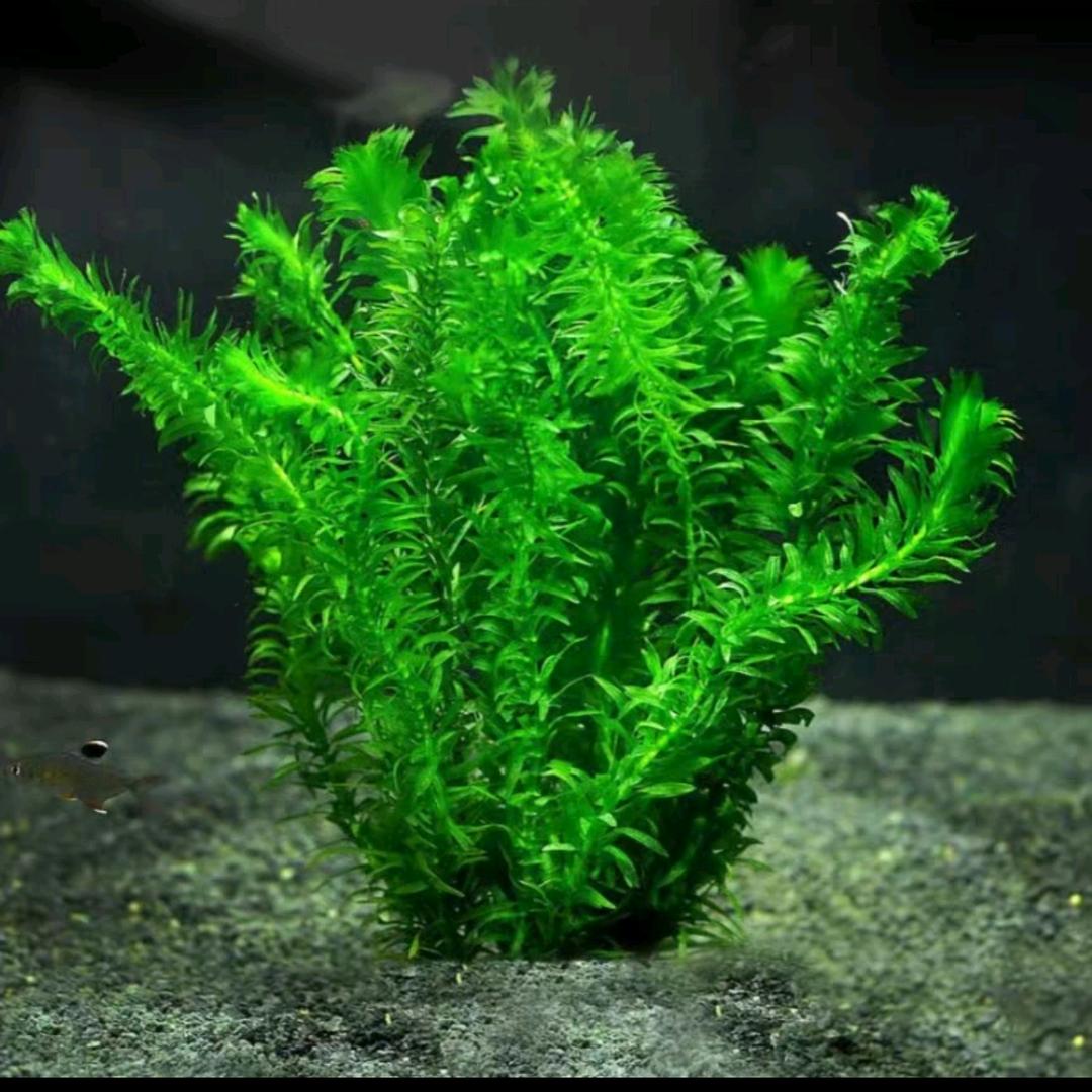 琅琊水族小店