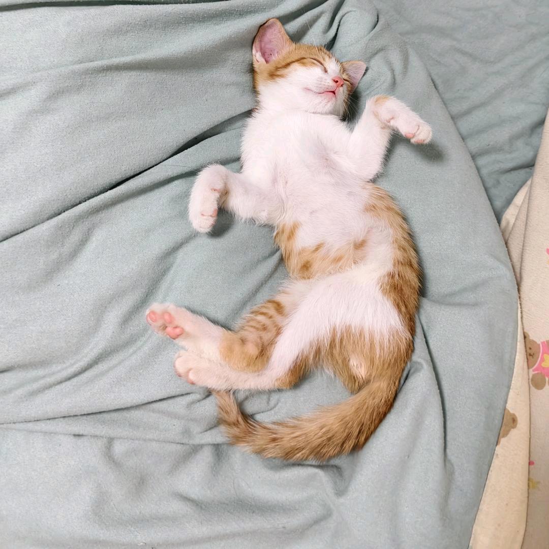 猛兽.嘟嘟