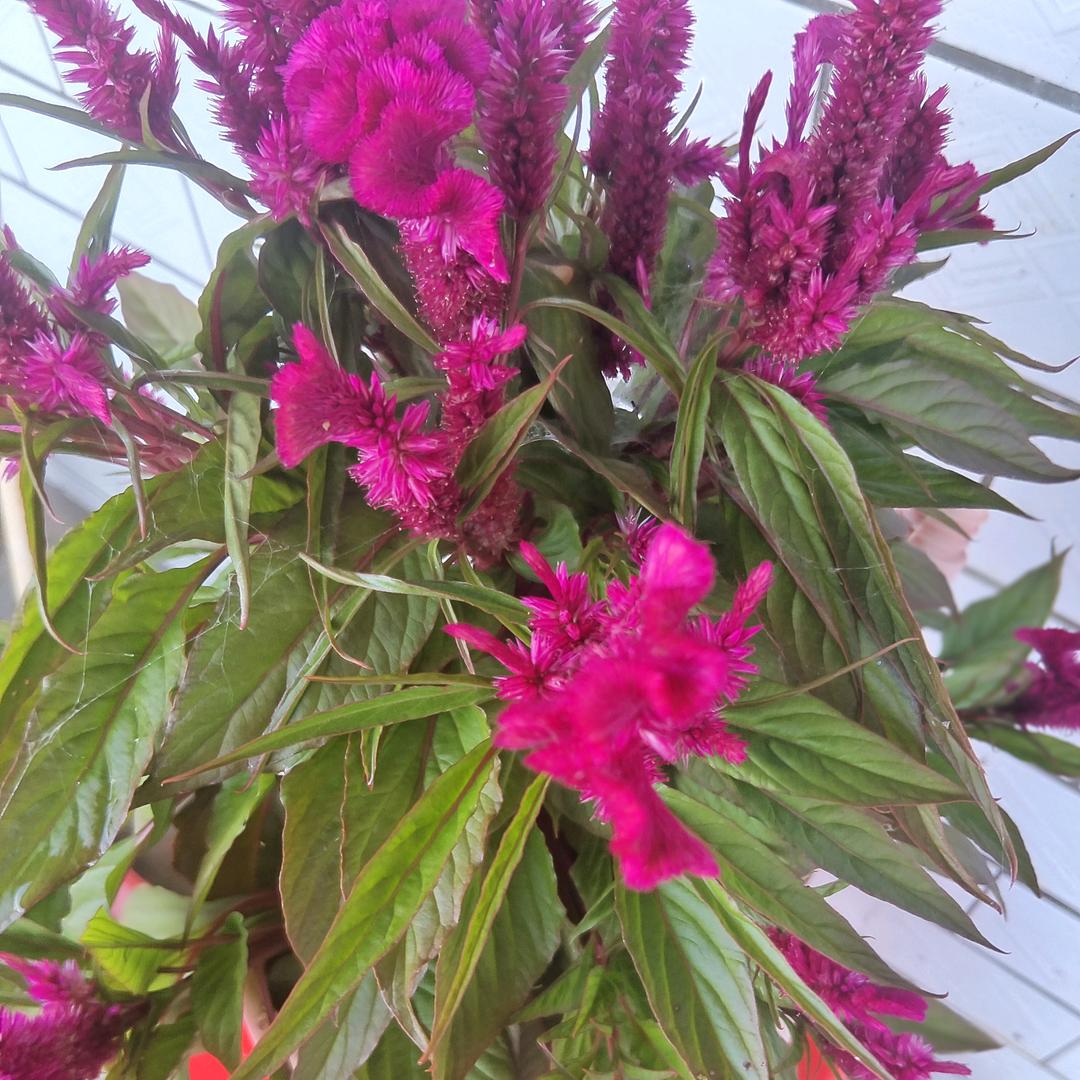 抖音王子