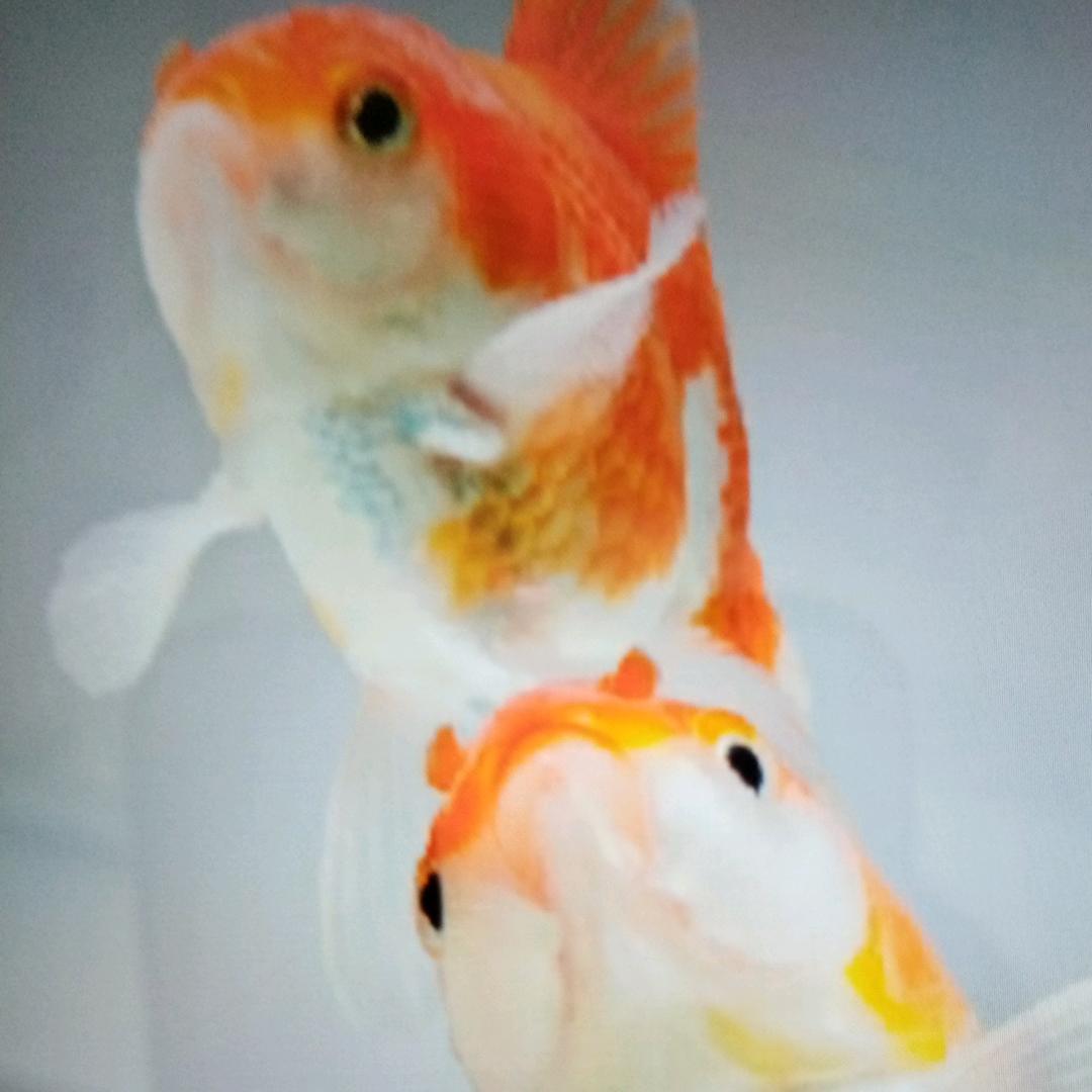 如梦人生