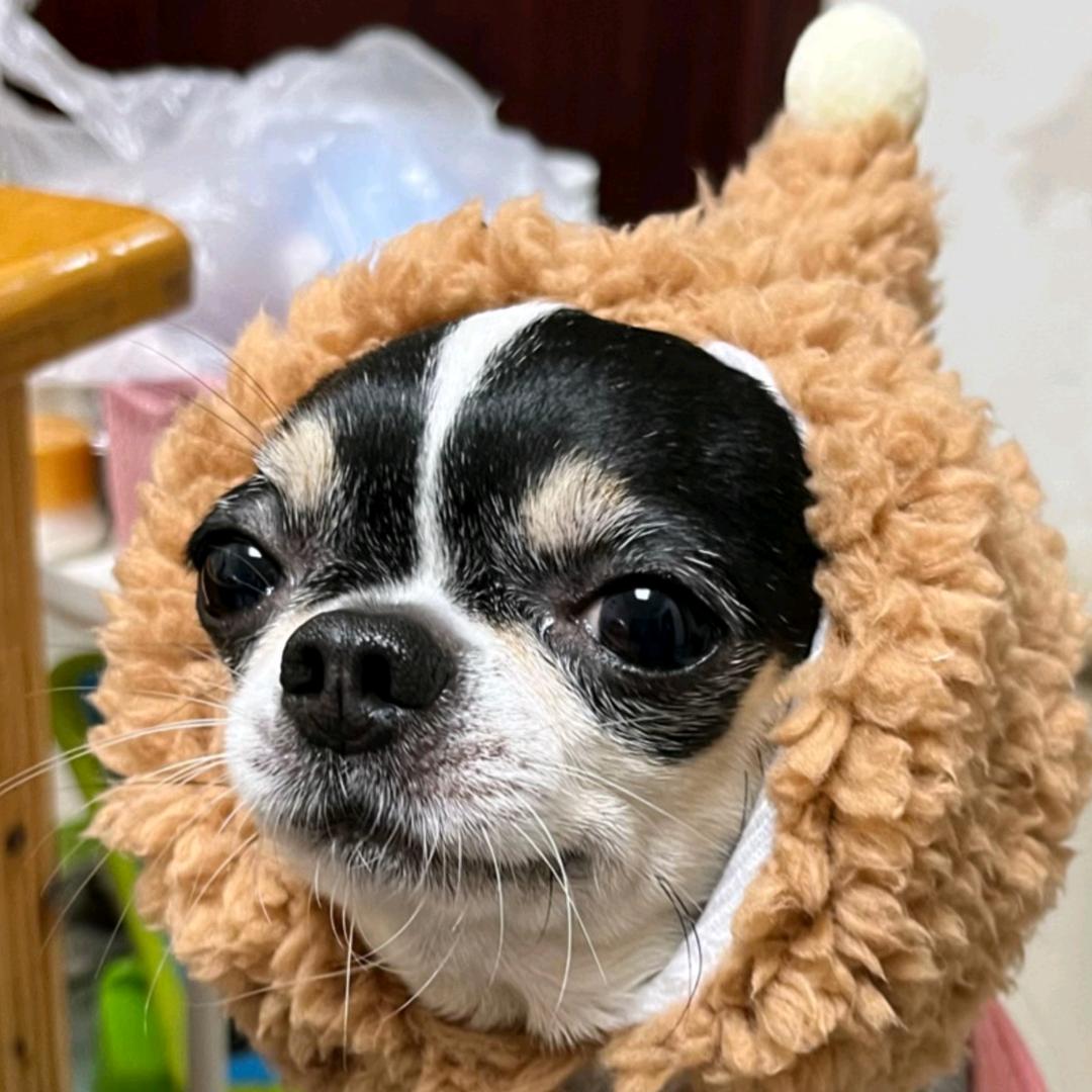 柏仔糕