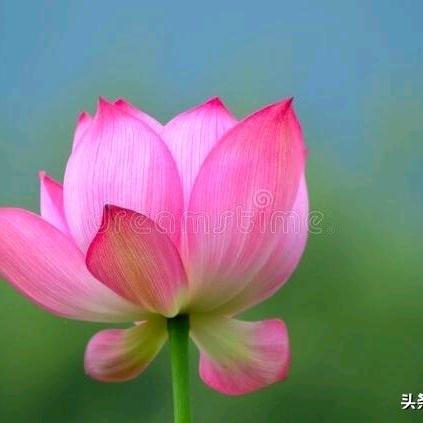 用感恩有你户408185690885