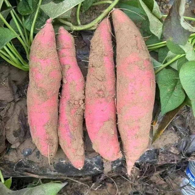 人间百态.《立年农副》.红薯.供应链