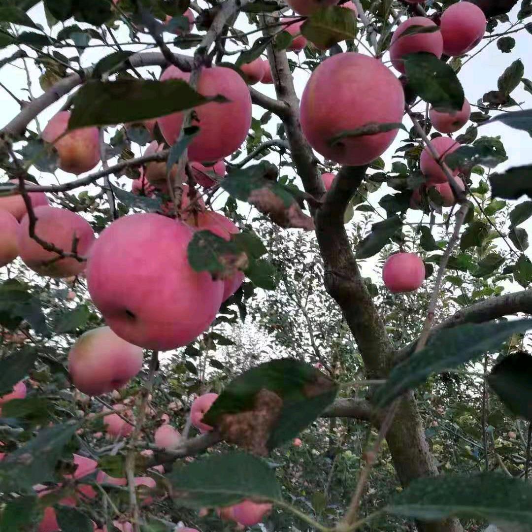 努力拼搏