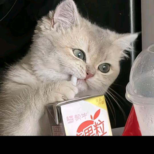 呦呦头像