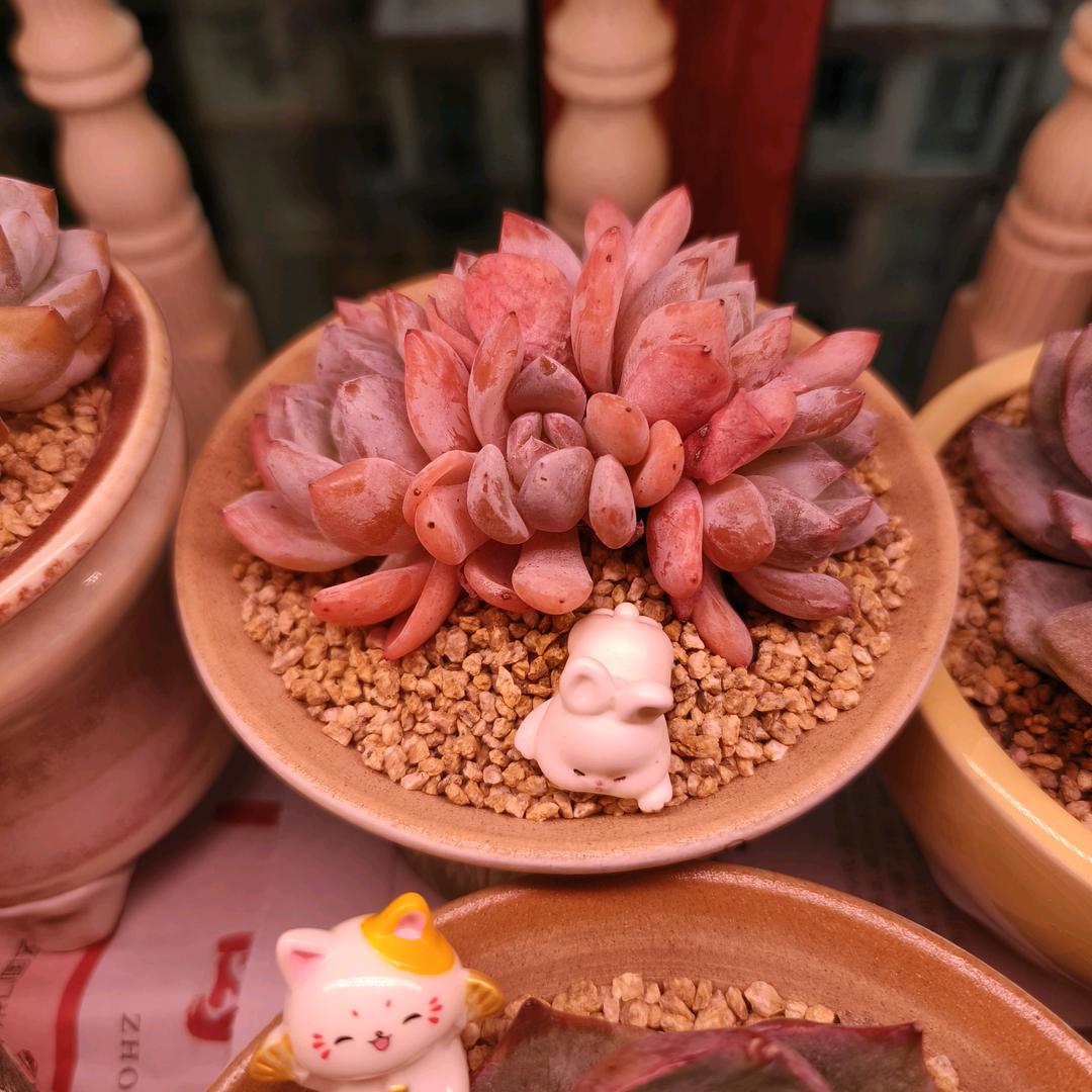 🌈爱养多肉的小甜*