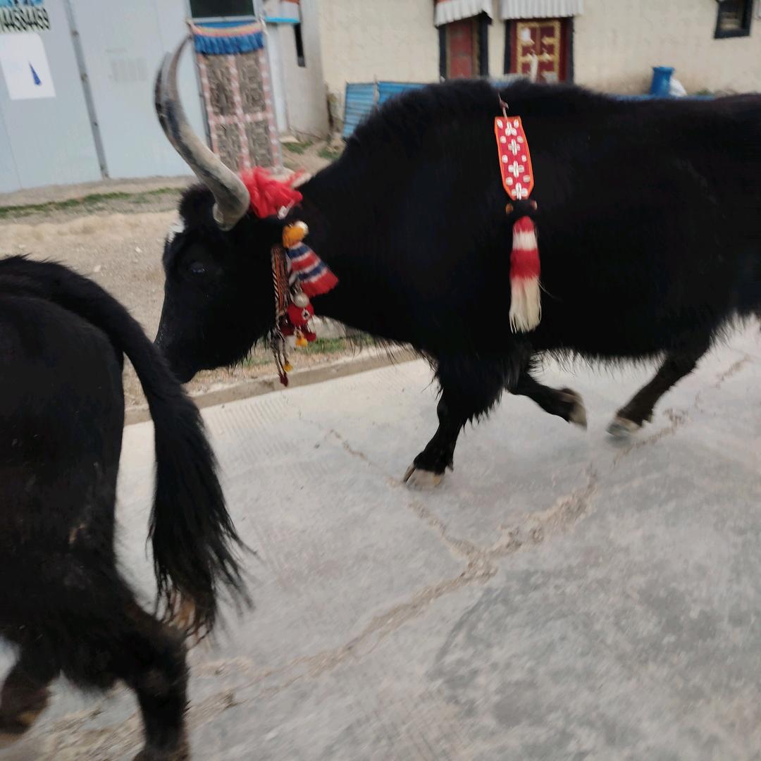 贰拾壹田捌，🐓