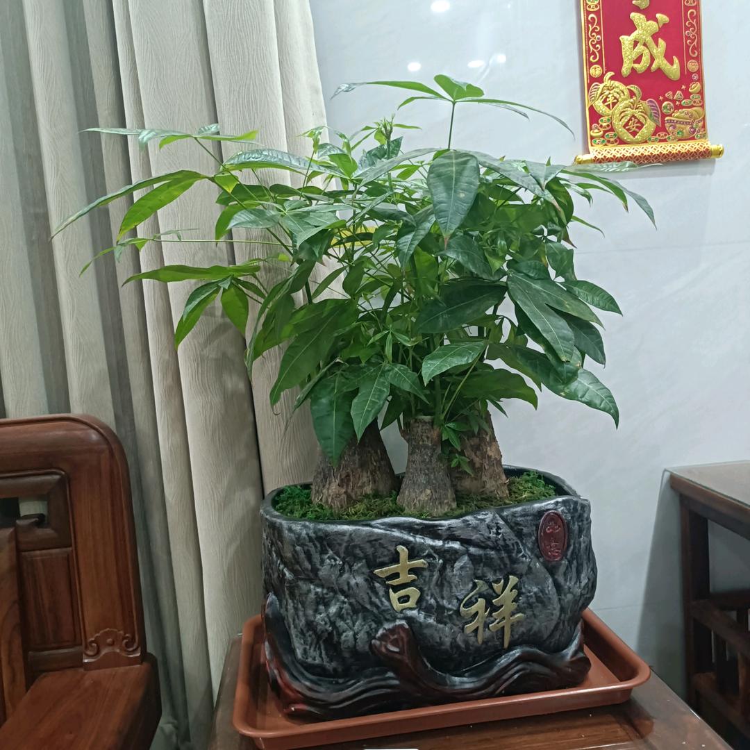 潘姐姐᭄