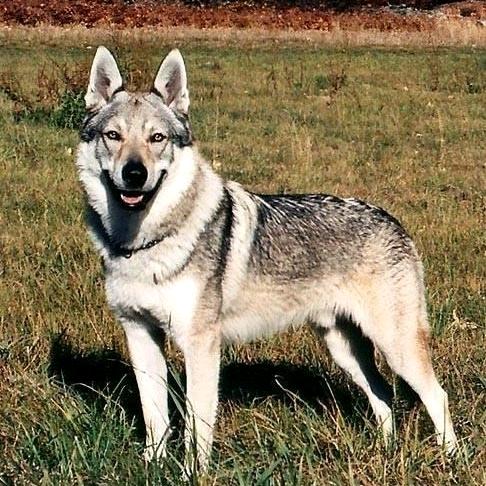 忠侣·捷克狼犬舍
