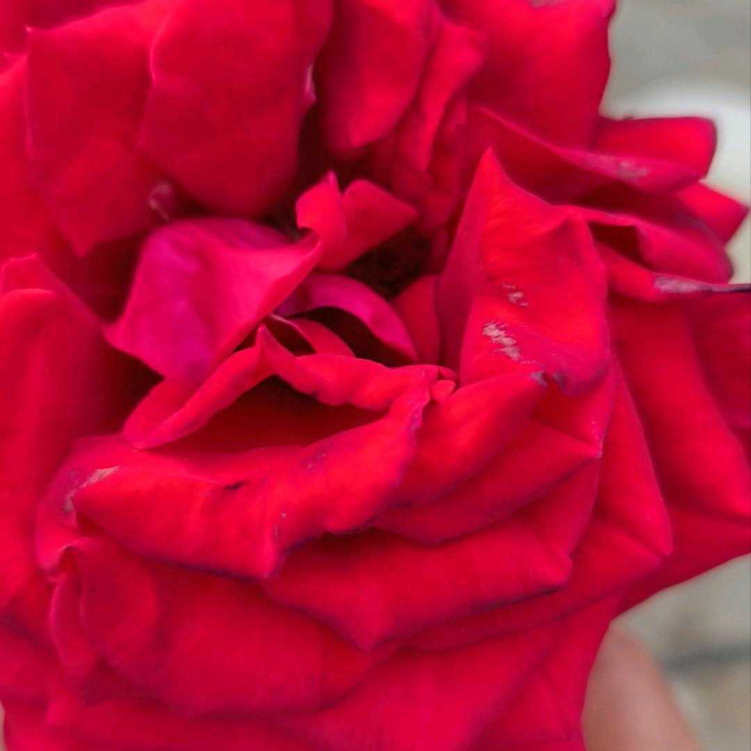 ༄ᐝ🌿㞮孞💖⃟⸜໊ഒᩚ࿐