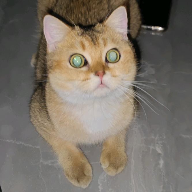 勤劳的张哥爱收藏