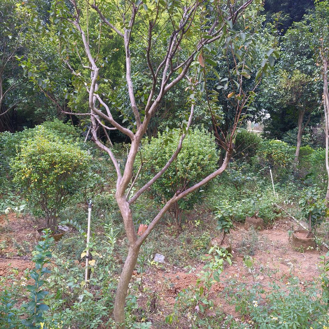 紫薇树小叶紫薇辰山庭院景观