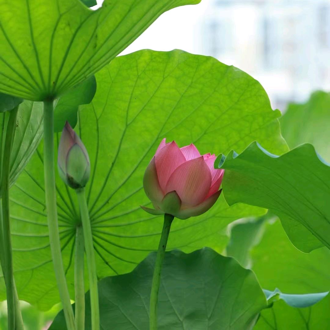 人生长恨水长东