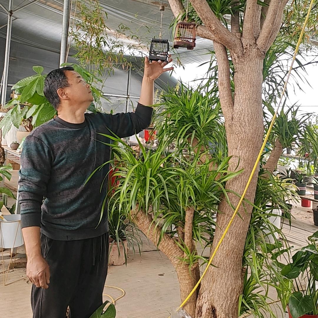 寇哥蛐蛐，花草(每天8点30开播)，)