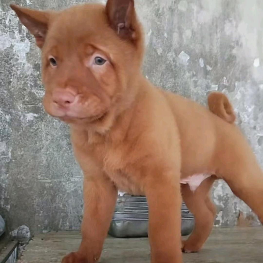 啊阳 爱玩 🐩