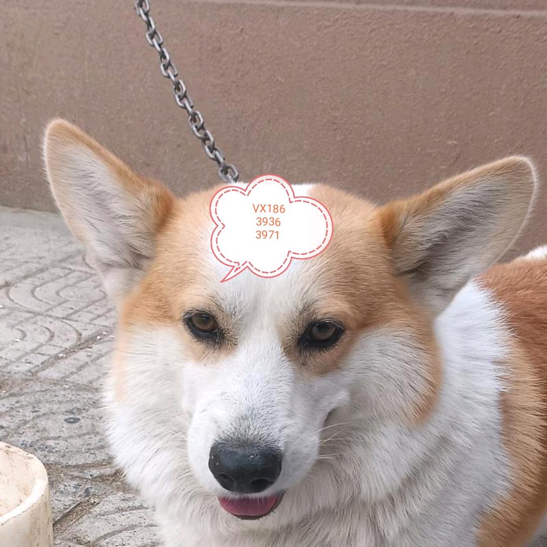 众祥柯基犬舍