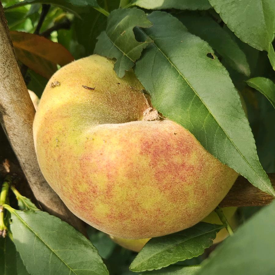 闫哥农业（农产品）