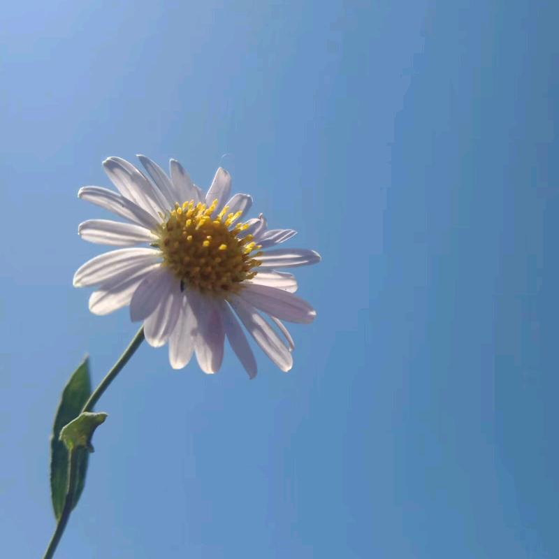 浮光望舒